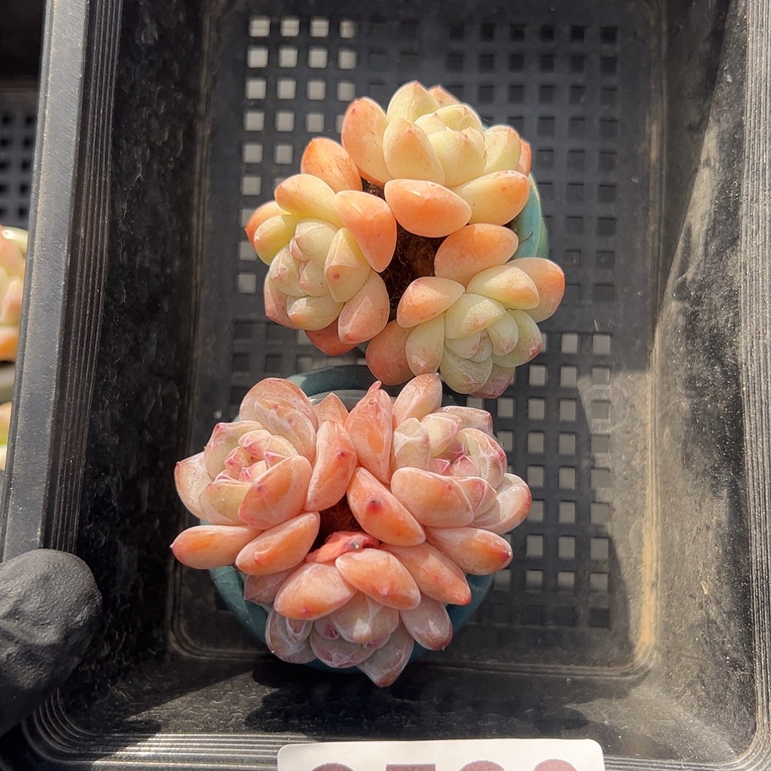 2523，星影带盆＋冰玉带盆