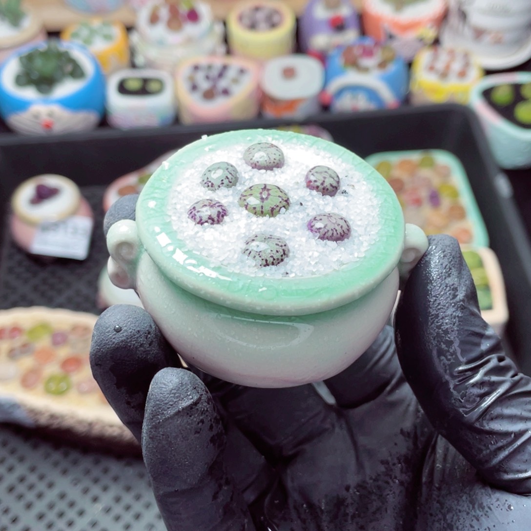 w5140--带盆土发货，零下地区拍保温箱