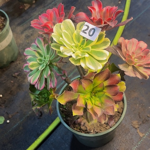 法师嫁接的时候就会有20