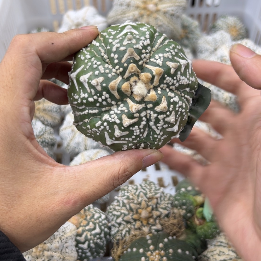 C055号兜仙人球多肉