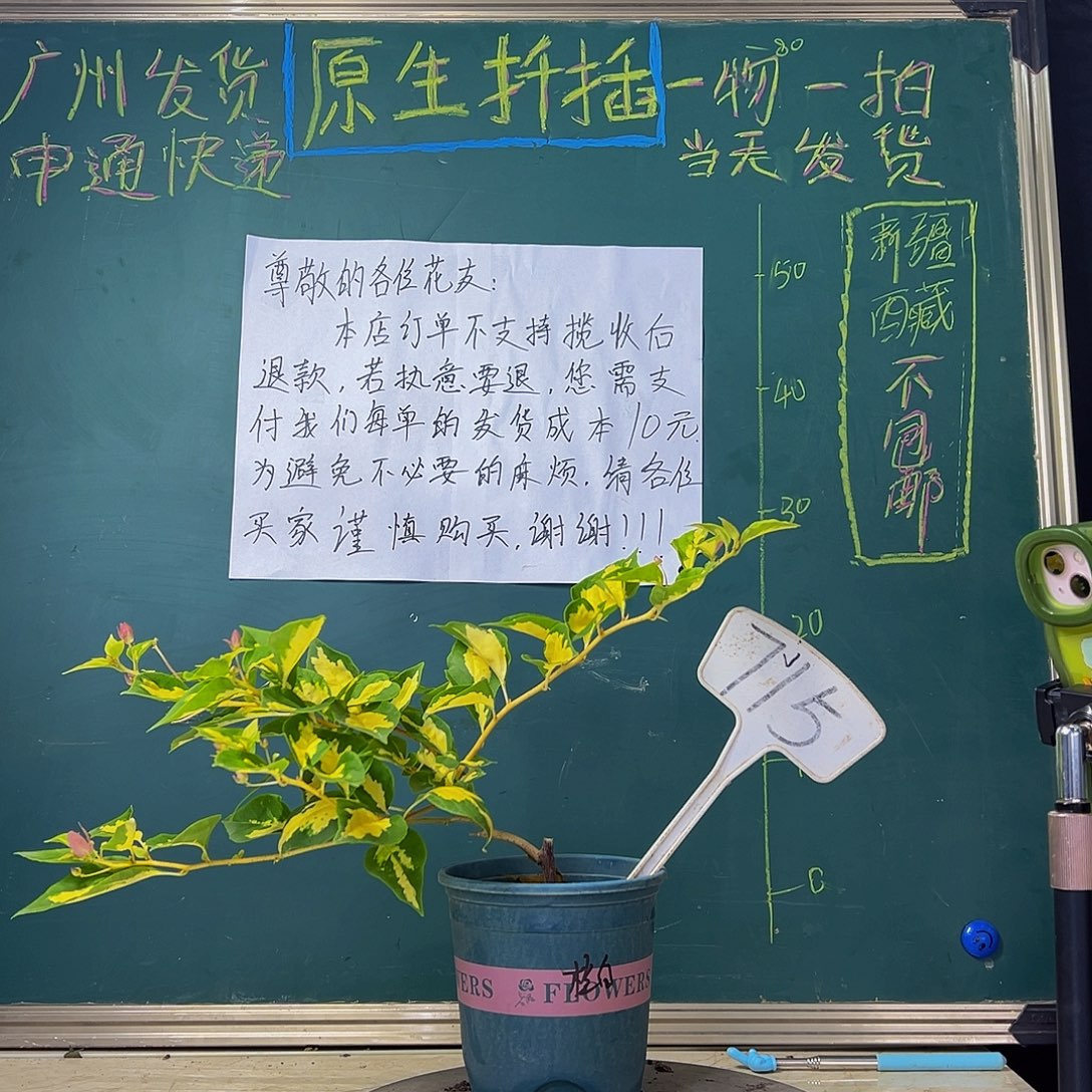 当前无花栽培后可以开花  金心橙白 715
