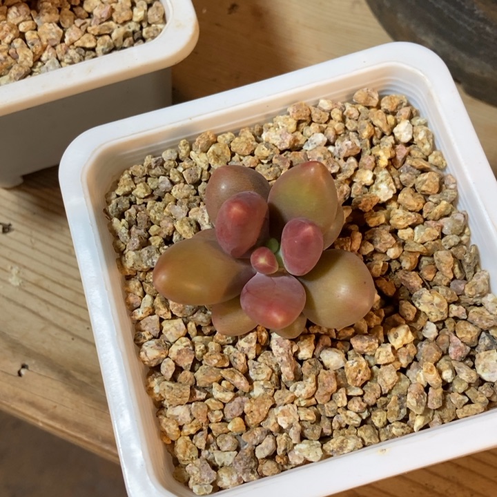 正版芒果奶多肉植物