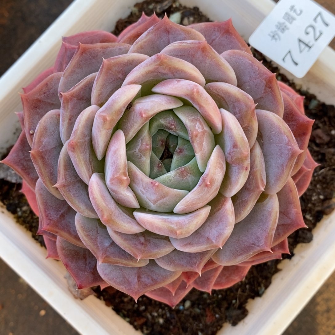 7427杂交多肉老桩