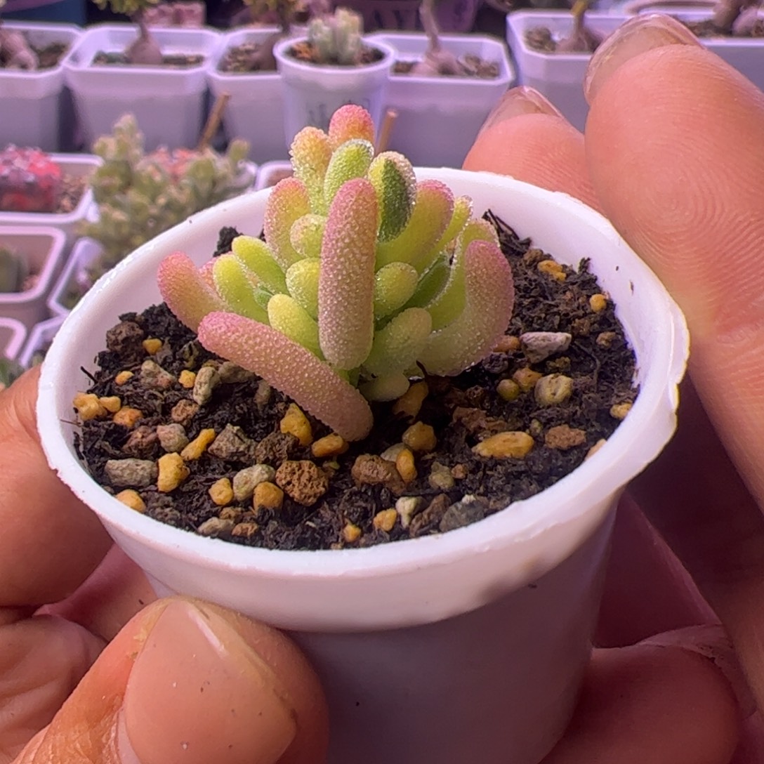 685多肉植物枝干钻石黄锦