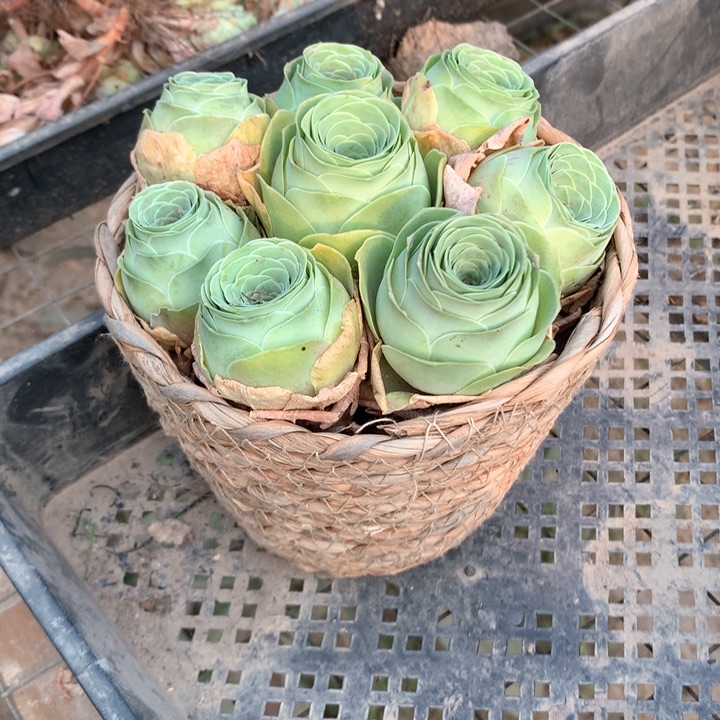 水蜜桃玫瑰8个带框