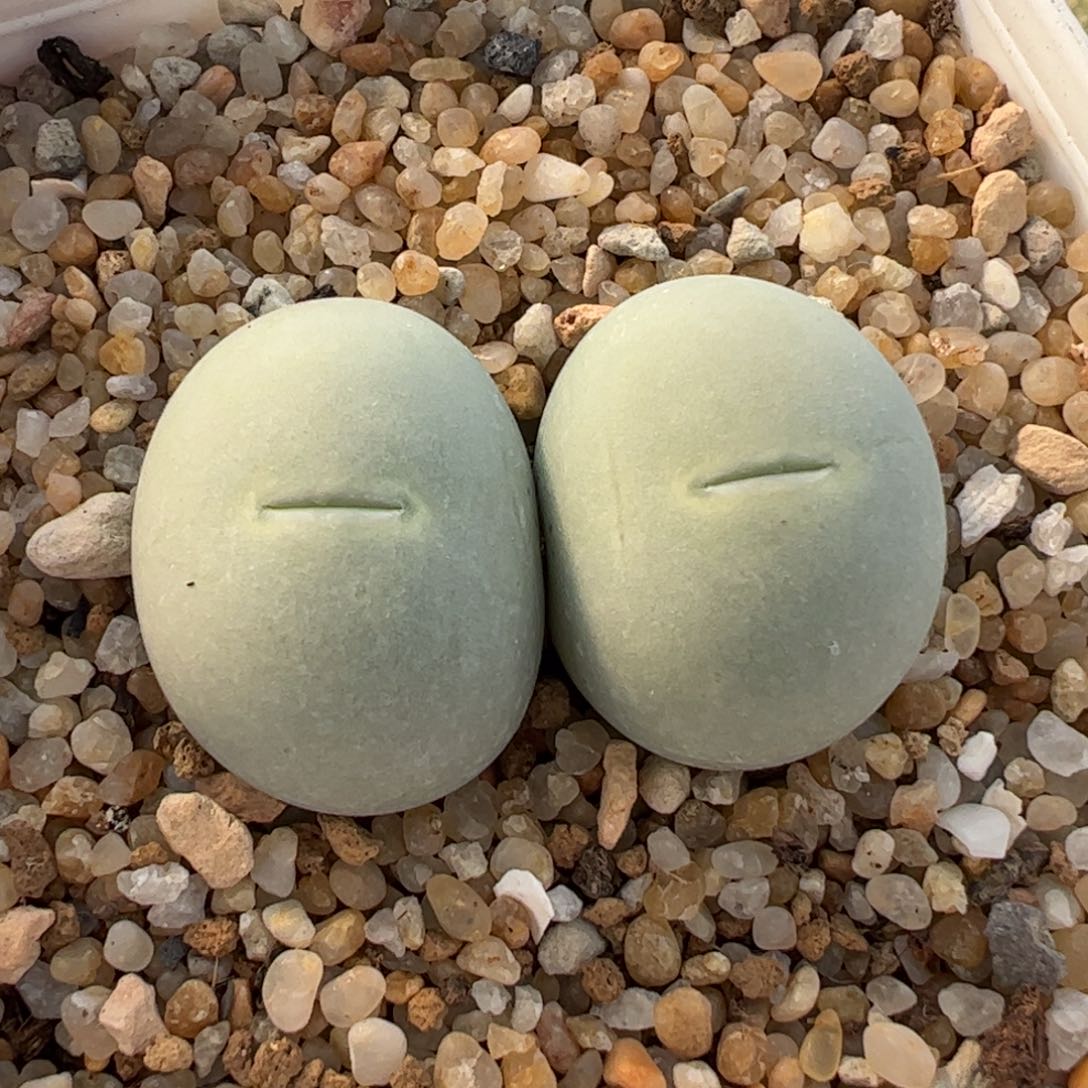 325多肉植物组合