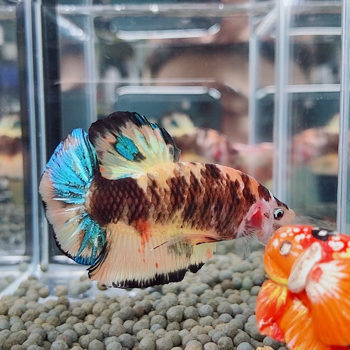 斗鱼蓝08号巨斗将军