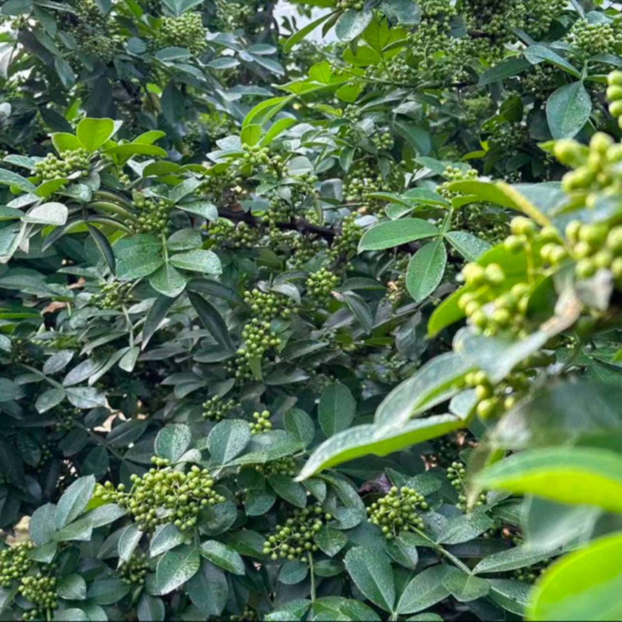 贵州高山农家露天自种青花椒，新鲜采摘（带点枝叶发货）