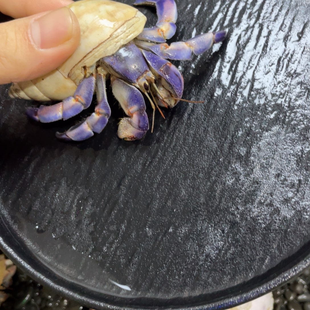 寄居蟹，寄居蟹，寄居蟹