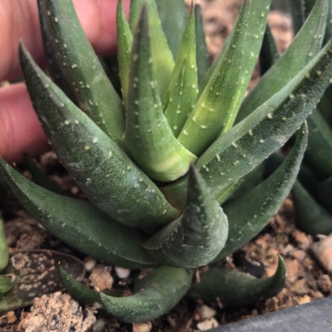 青铜鹰爪硬叶硬叶