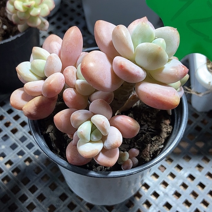 多肉植物923多肉