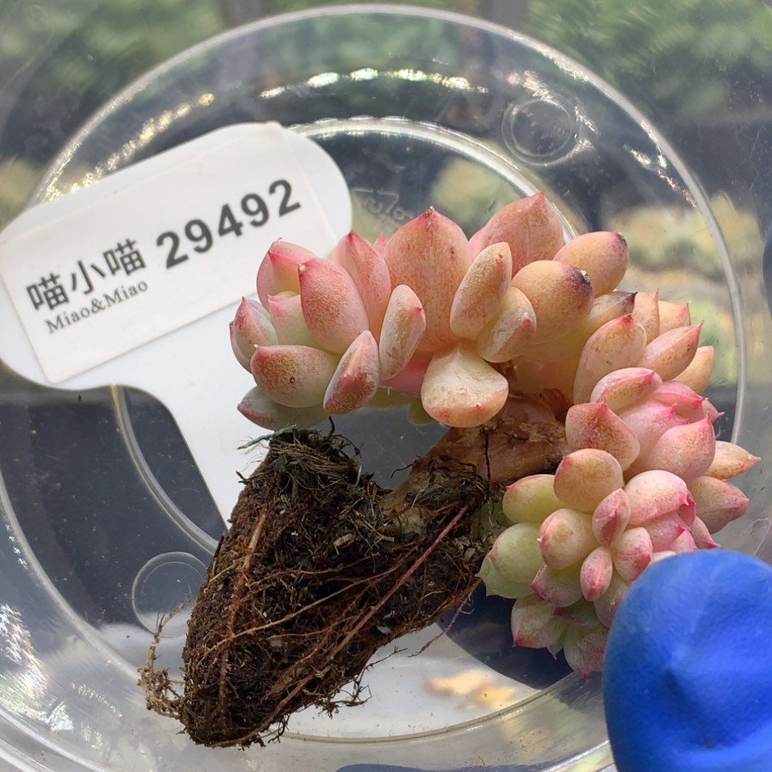 李***茜多肉植物杂交珍妮