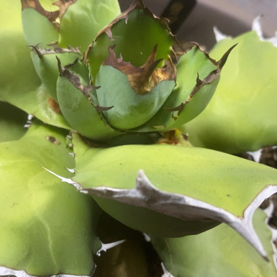 白犀牛顶芽1111111