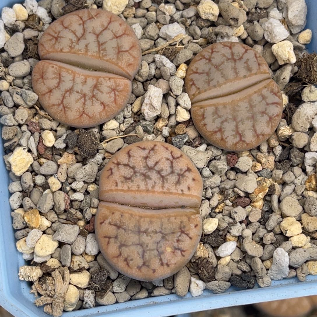 3450舞咖荒玉3颗尺寸2.0