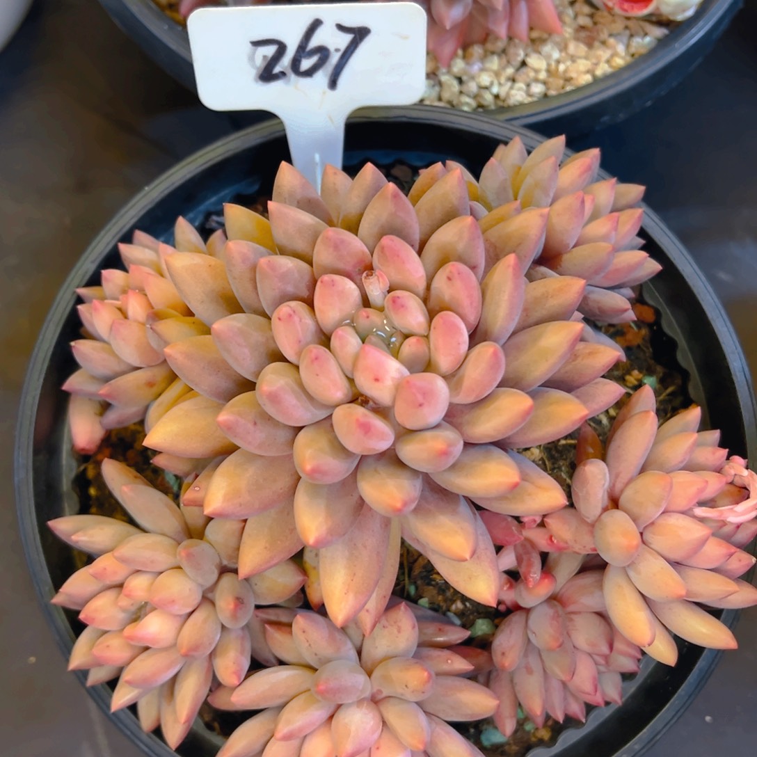 多肉植物保护研究所所长的