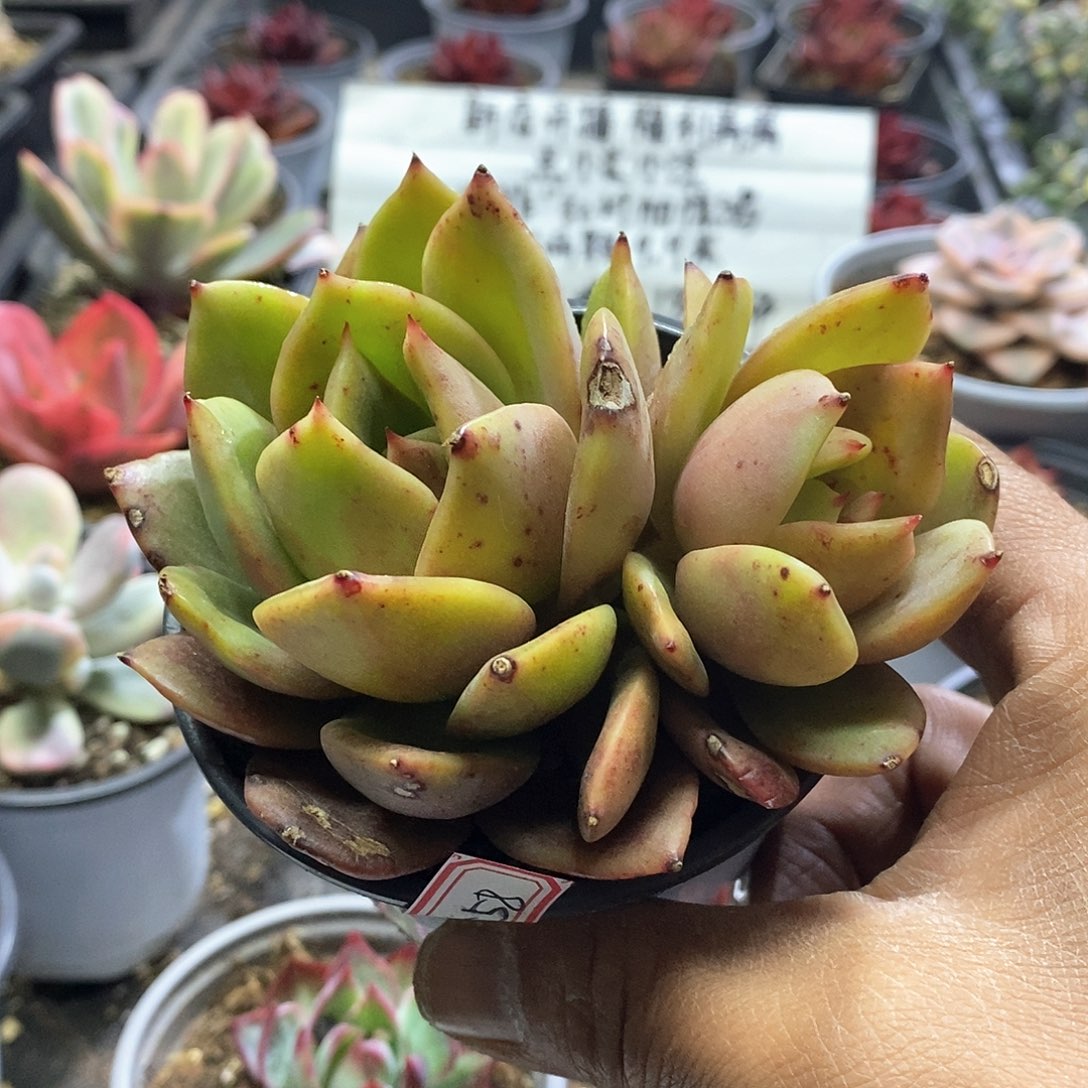 1558冬云丘比特双头