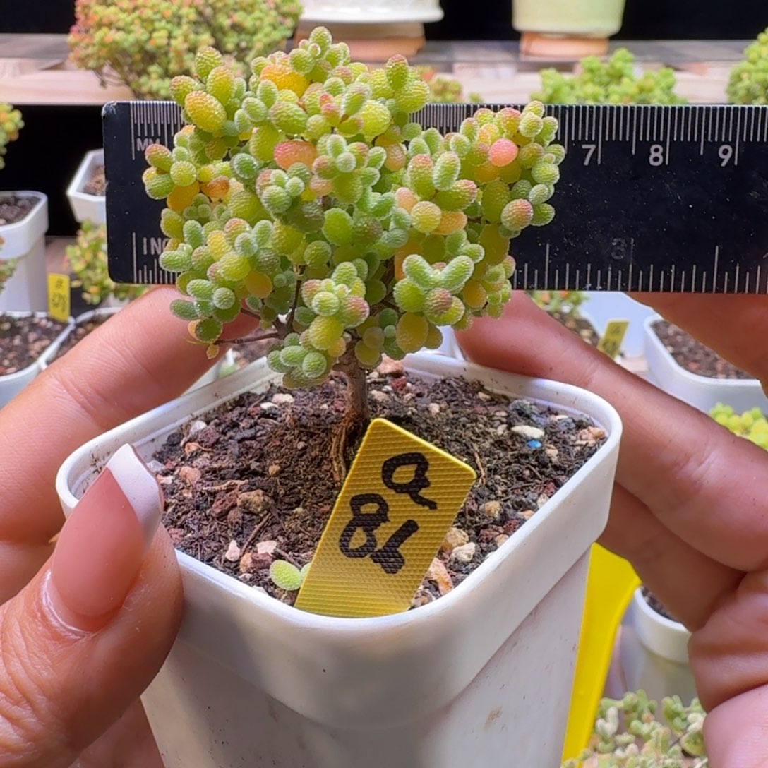 a86号橘子糖冠服6厘米左右