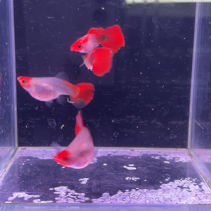 姿***i孔雀鱼红头玻璃猫种鱼2对