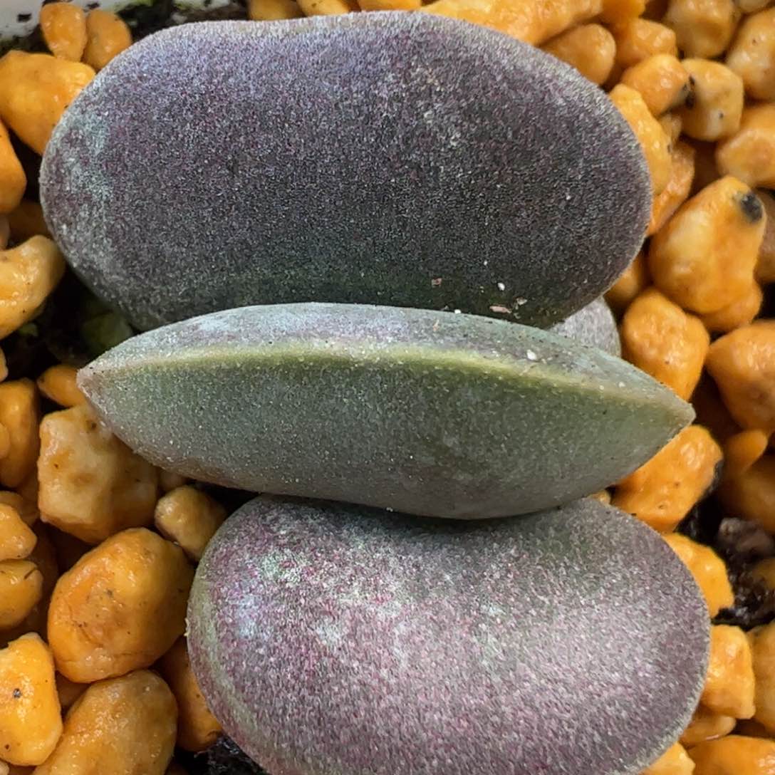 满斑花蛋多肉植物水泡