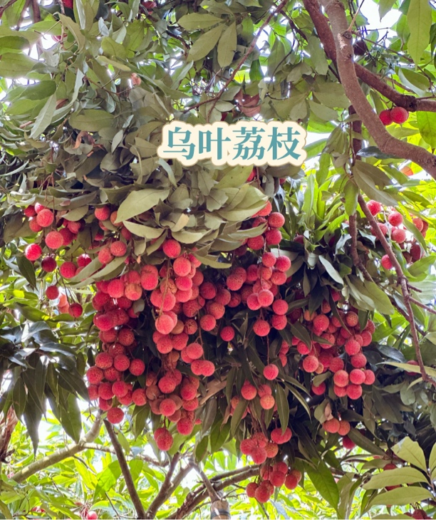 新鲜现摘乌叶荔枝当季水果多汁爆甜