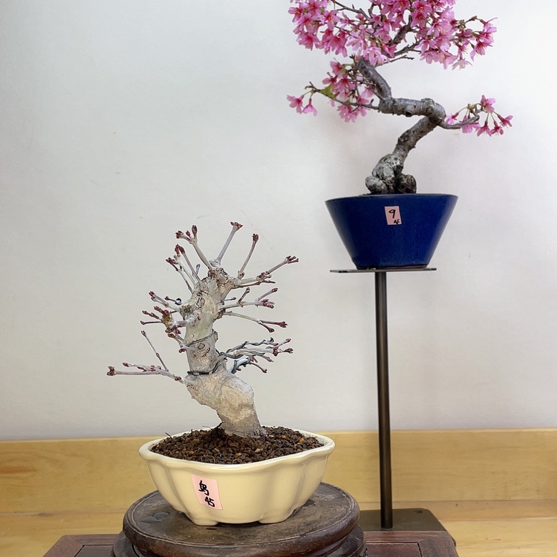 木本红千鸟红枫盆栽