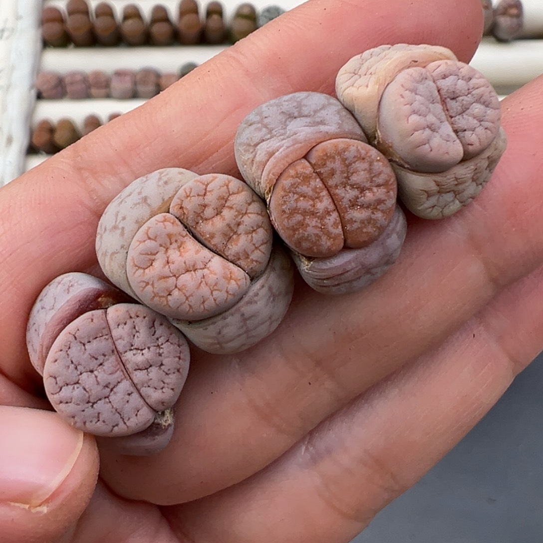 12.31好看的多肉脱土发货045