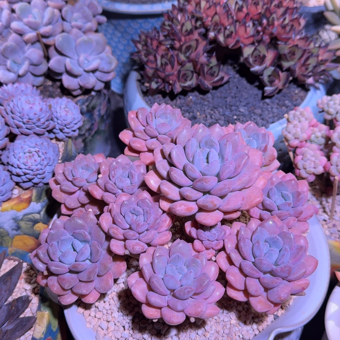 白鹭 群生 一物一拍