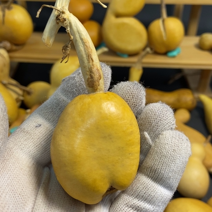 ?***！葫芦葫芦的小