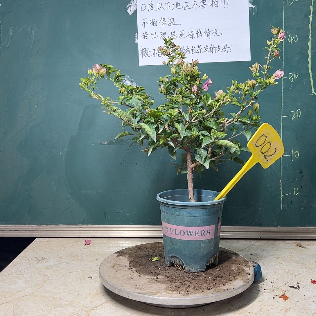 完全开放 福利  雪紫  002