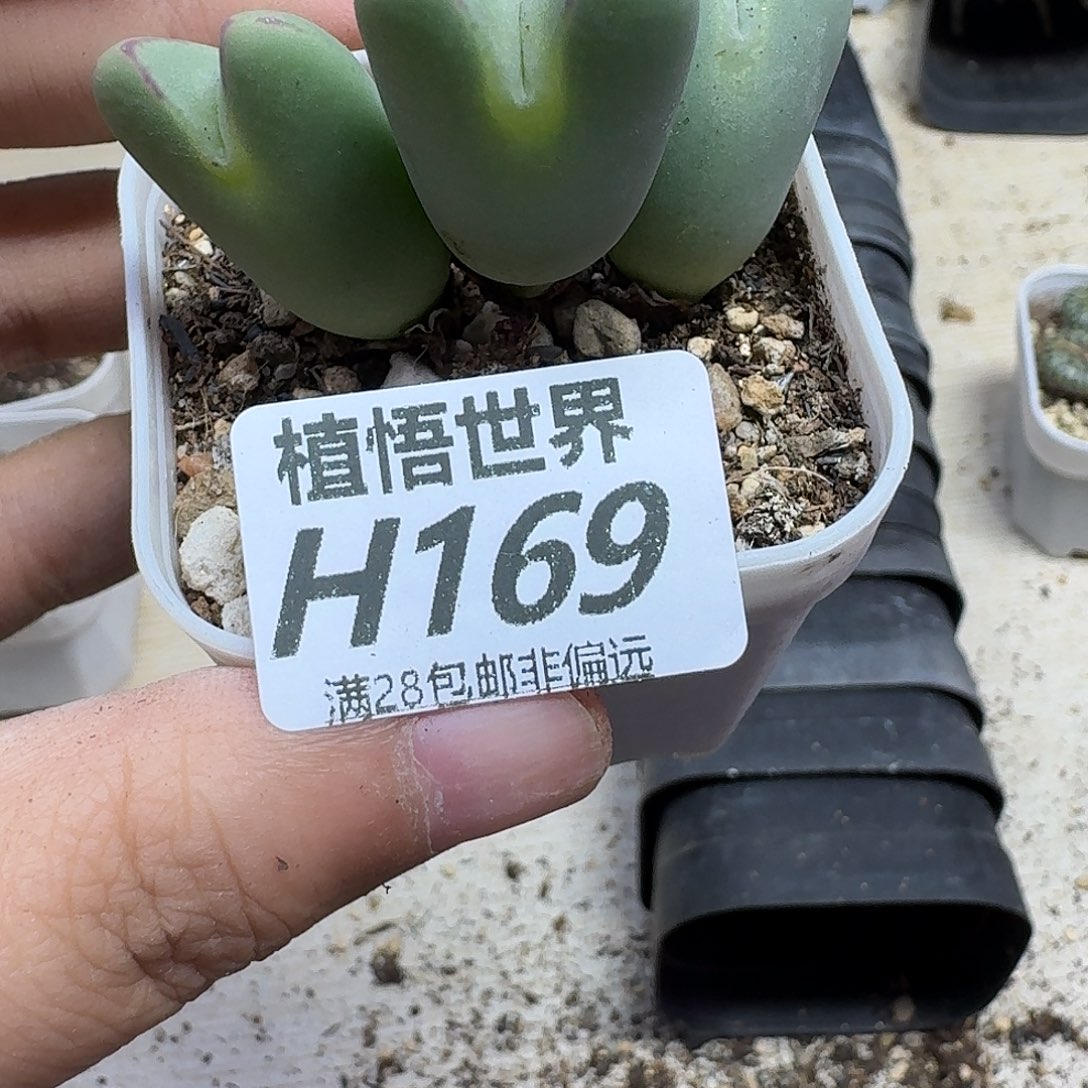 多肉植物多肉植物fg
