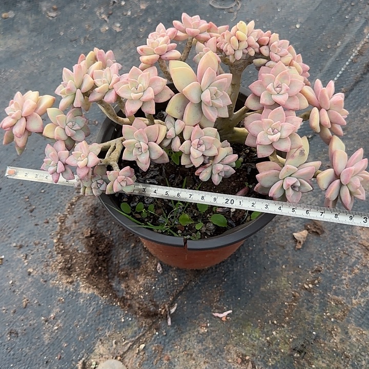 淡雪缀182 多肉植物一物一拍