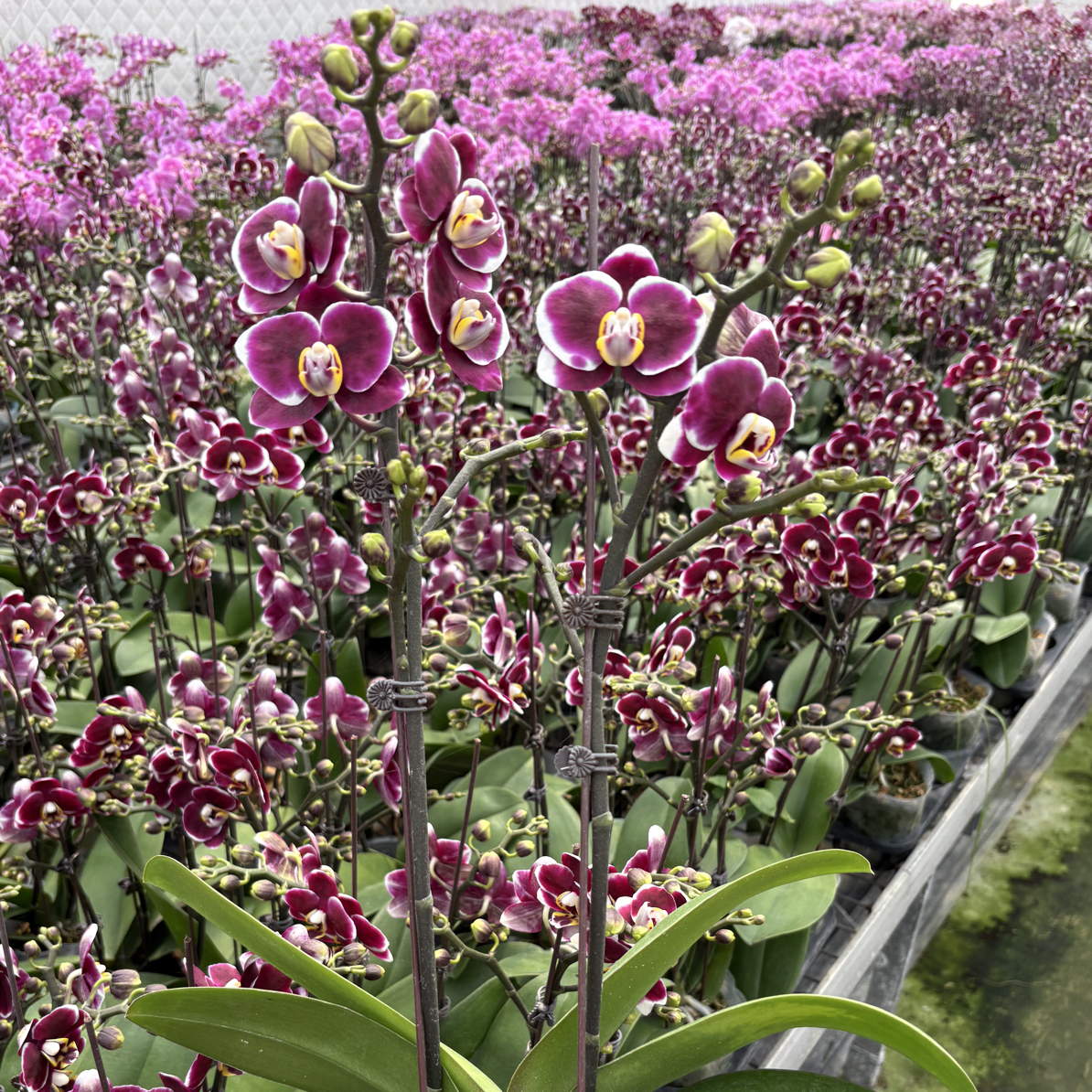 蝴蝶兰【巧克力】室内花卉3.0超大杯寸单株双梗