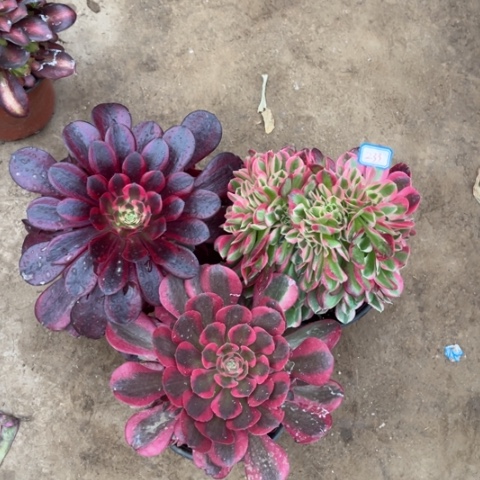 汝**姐233多肉植物组合