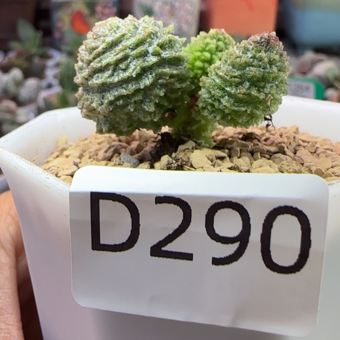 ****～福利多肉螺纹。 290。  