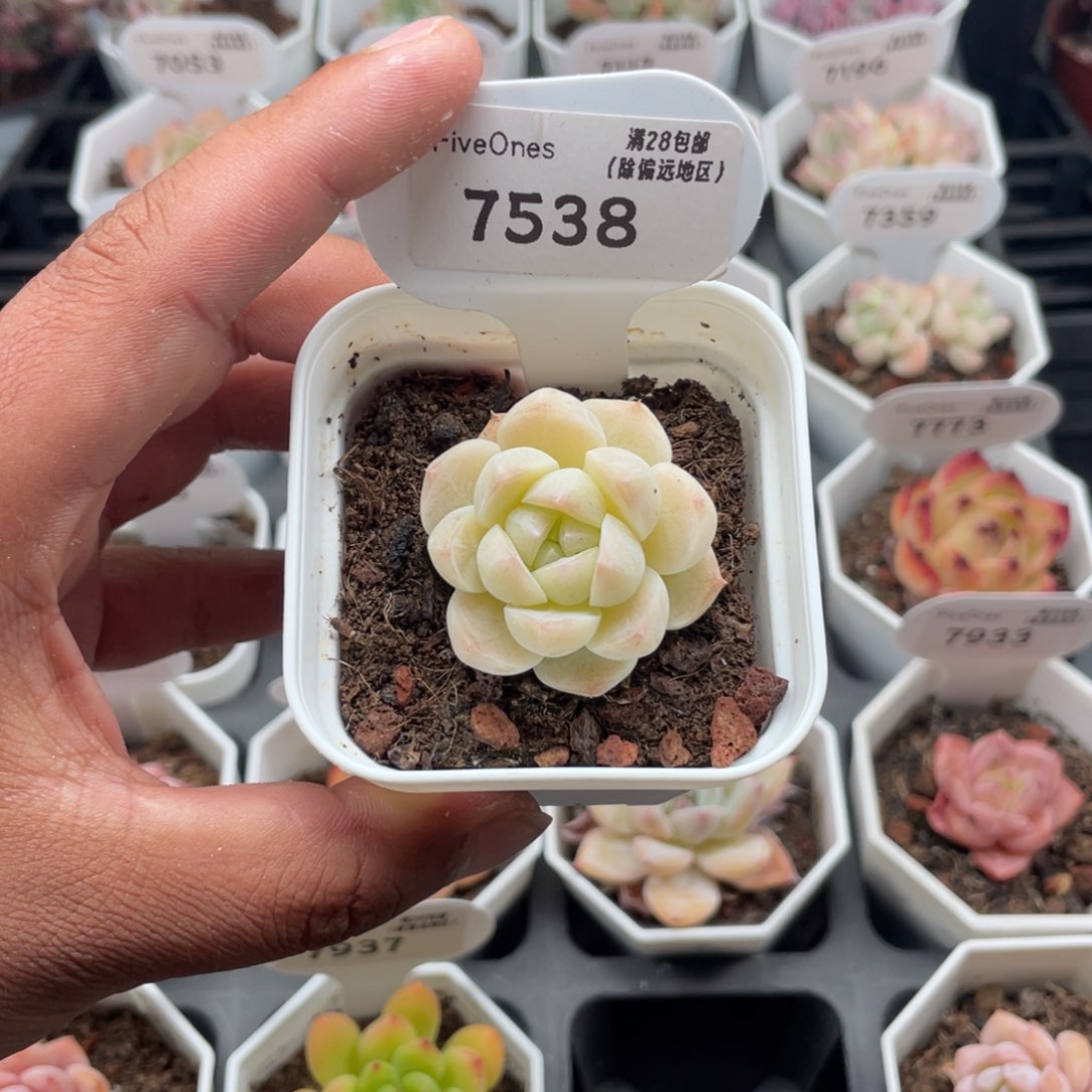7538白桃汽水4.0厘米