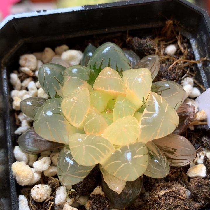 冰灯玉露锦带盆土发货