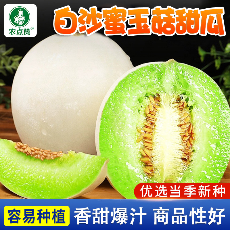 白沙蜜玉菇甜瓜种子 超甜冰淇淋香瓜种子白皮绿肉哈蜜瓜四季种植