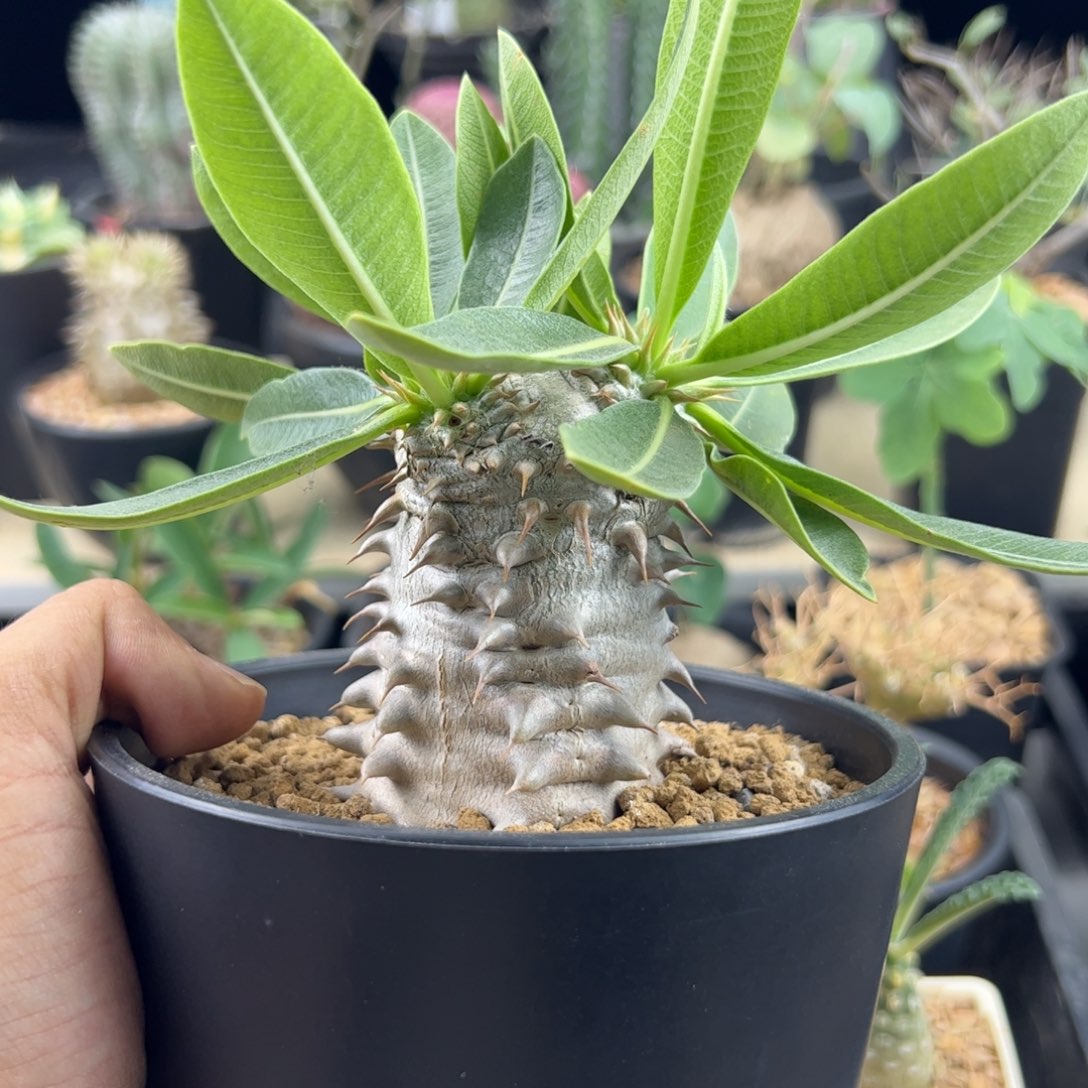 西巴女王一物一拍默认脱土发