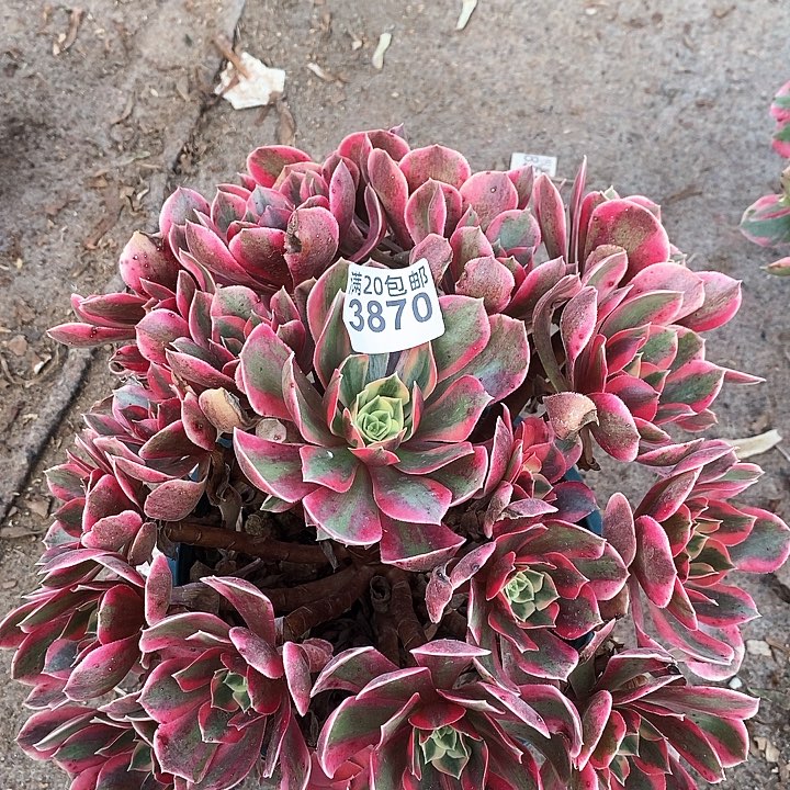 3870 一颗女神法师