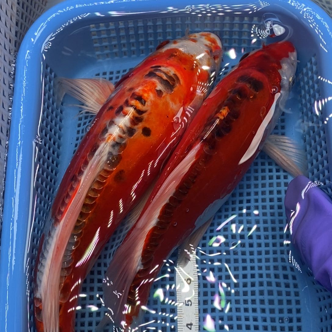 锦鲤冷水锦鲤包邮