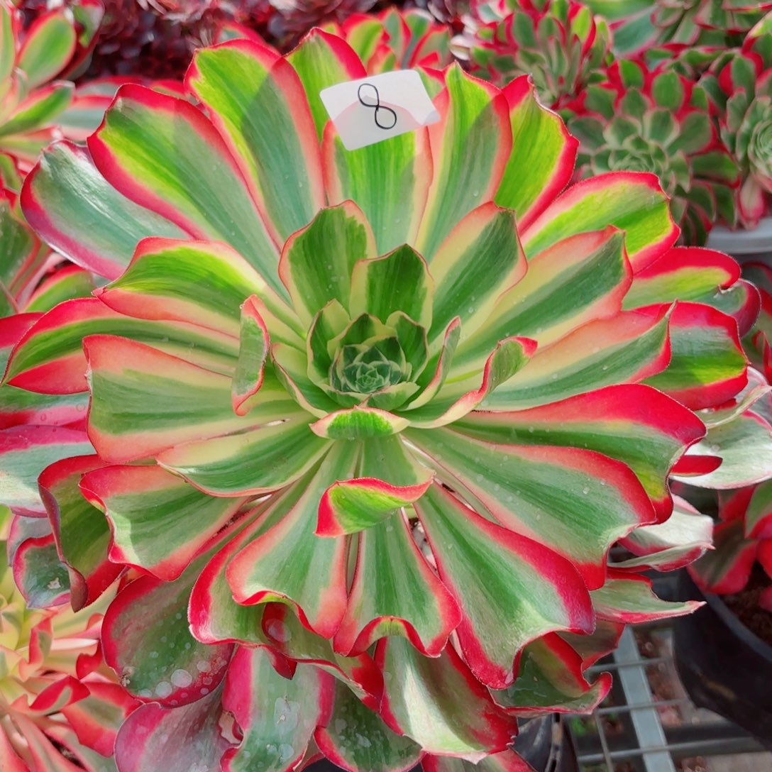 一物一拍多肉法师08