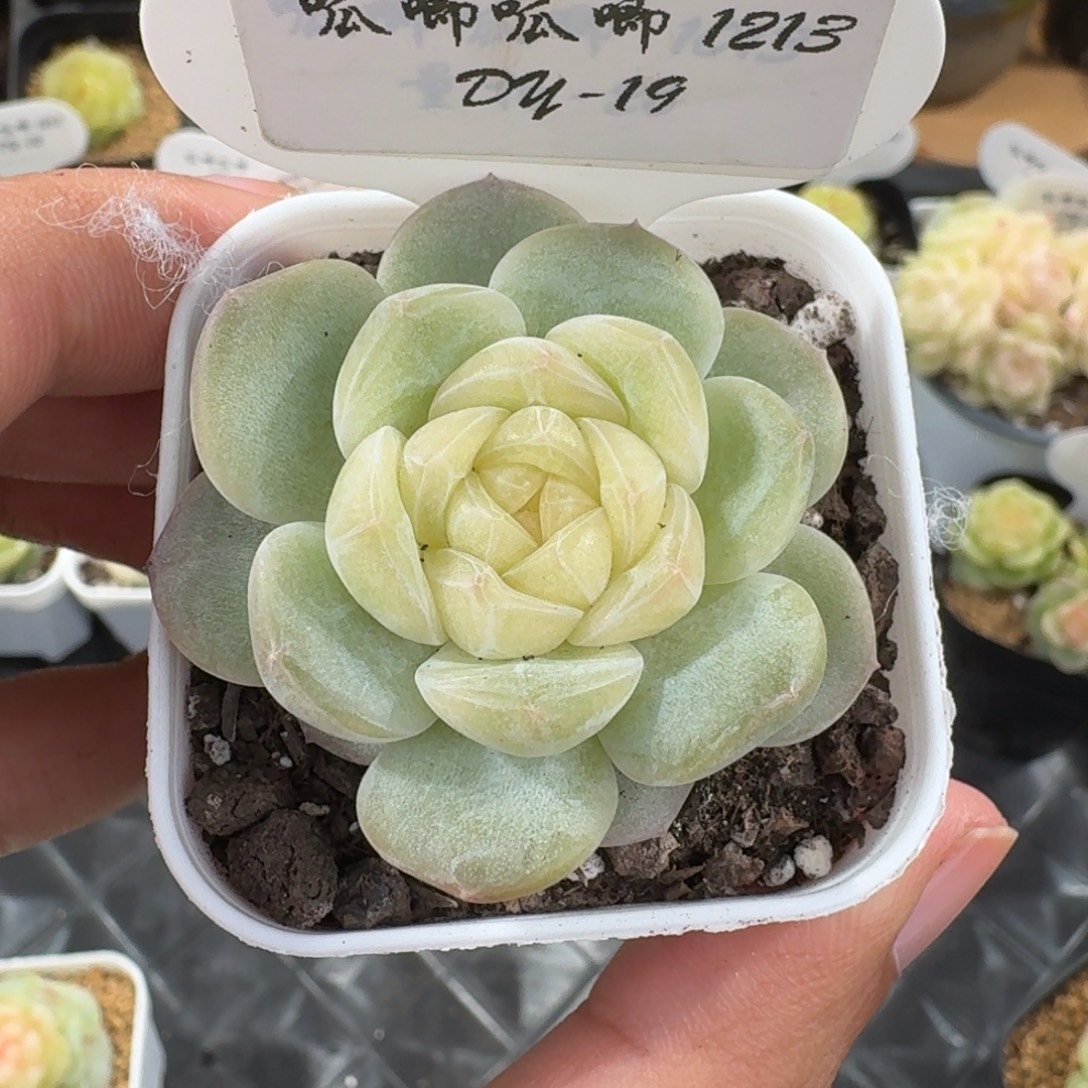 X***1213-19-0010单头多肉一颗