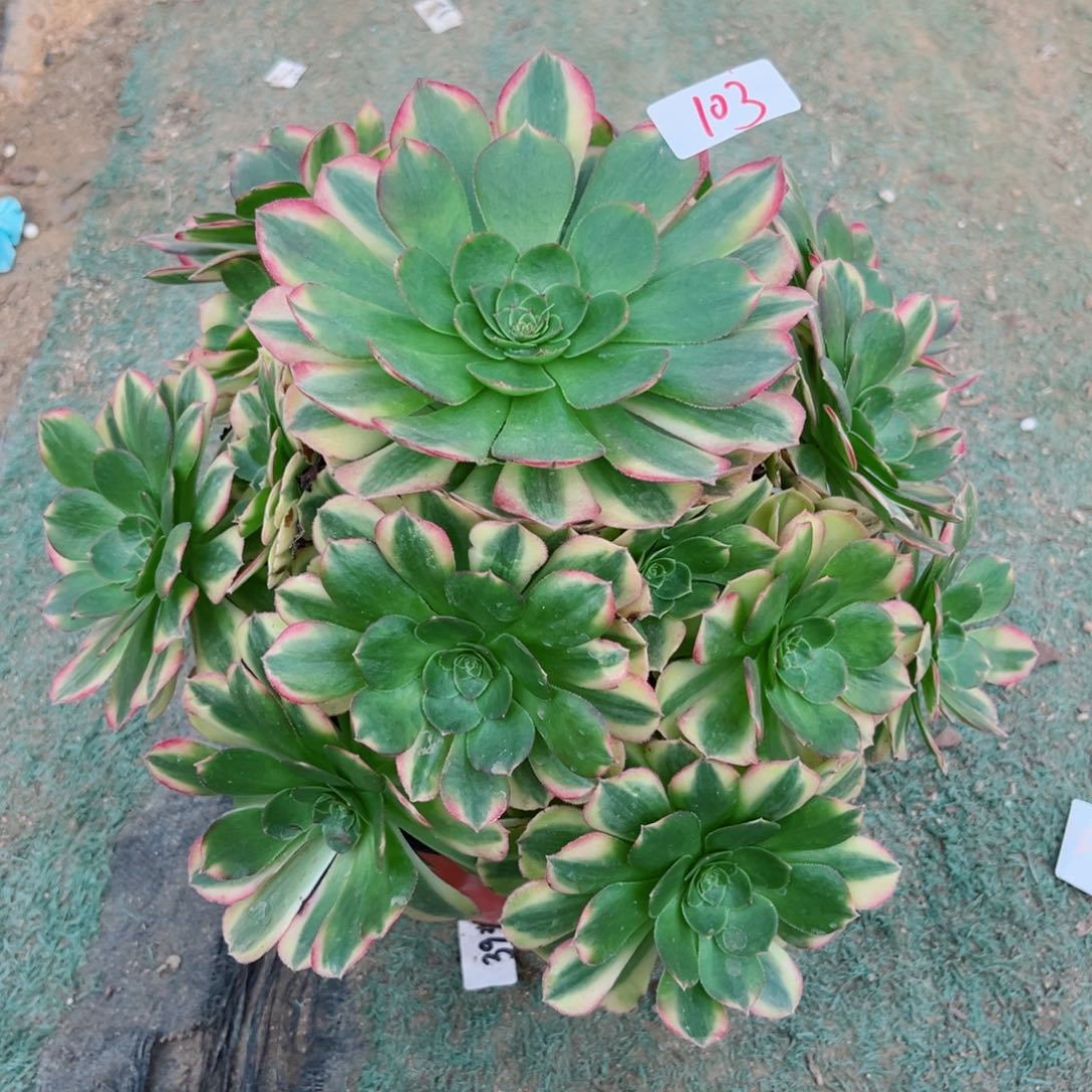 103雨荷法师多肉植物