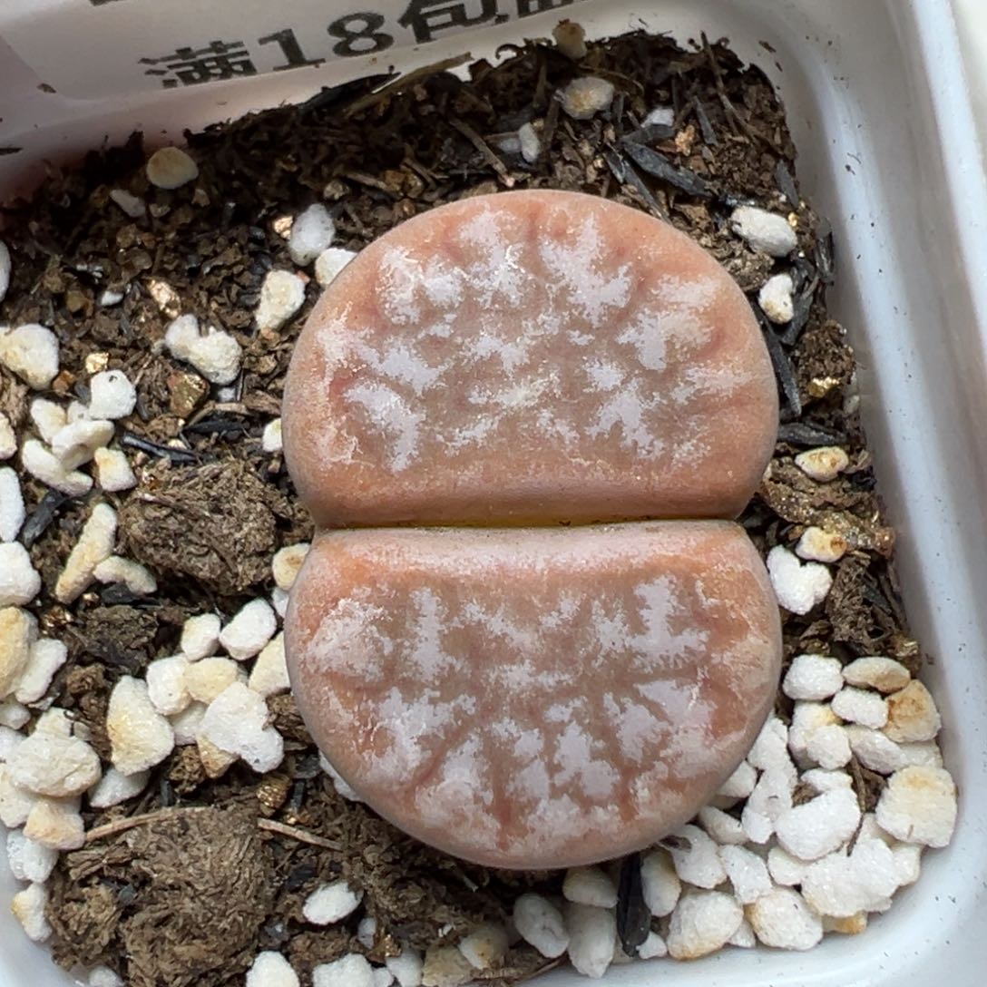 【闪购商品】265……