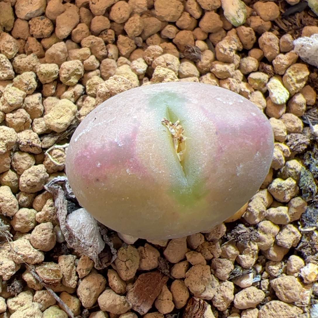 【闪购商品】204 桃杂