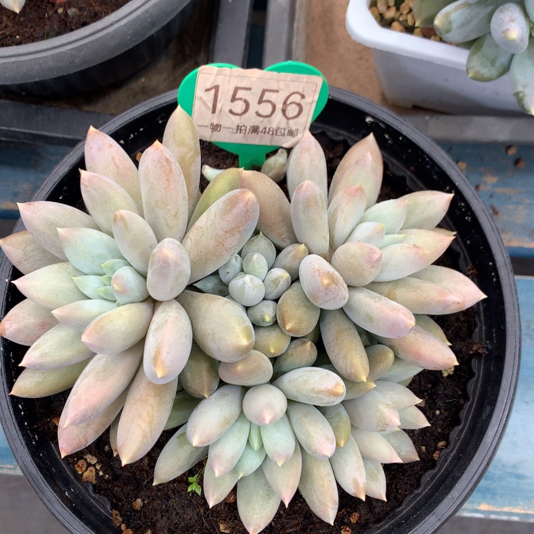 哥特萝莉开播福利