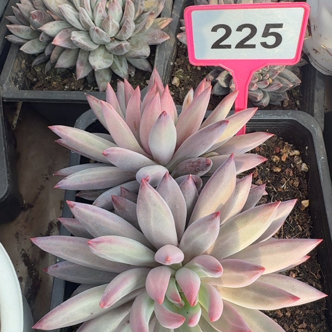 多肉植物虞美人225