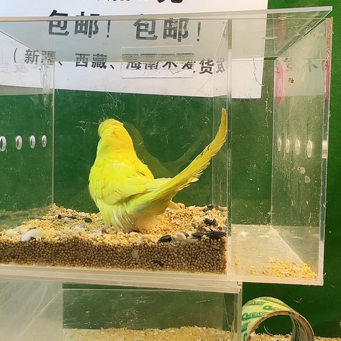 虎皮鹦鹉大头鹦鹉