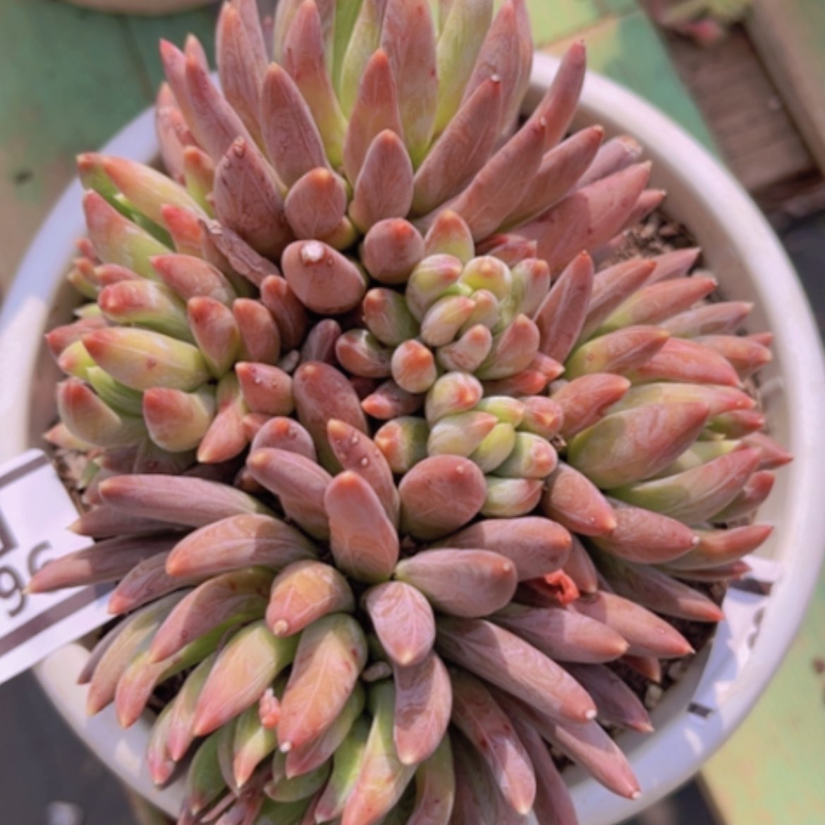 【闪购商品】炫彩星08196