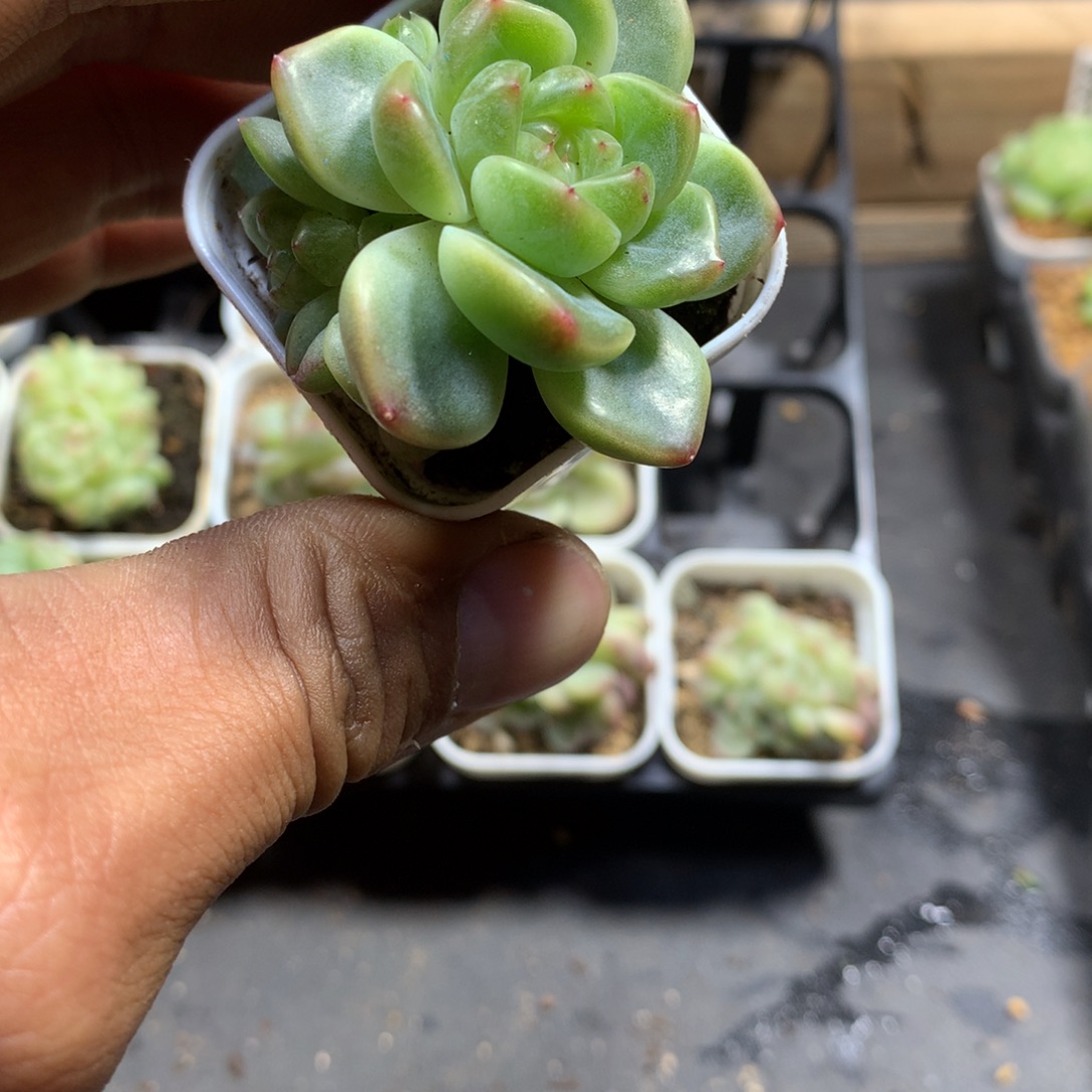 阿凡多肉一物一拍